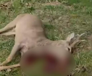 Poderżnął gardło rannej przy policjancie. Szokujące sceny pod Bolesławcem