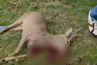 Poderżnął gardło rannej przy policjancie. Szokujące sceny pod Bolesławcem