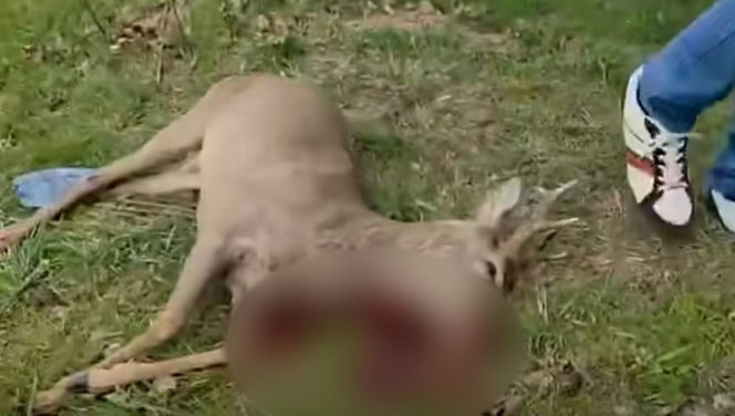 Poderżnął gardło rannej przy policjancie. Szokujące sceny pod Bolesławcem