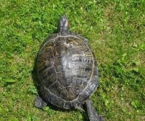 Bełchatów: Zabłąkany żółw trafił z ulicy prosto na komendę! Teraz czeka na swojego właściciela 