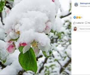 Powrót zimy w Małopolsce? W maju spadł śnieg!