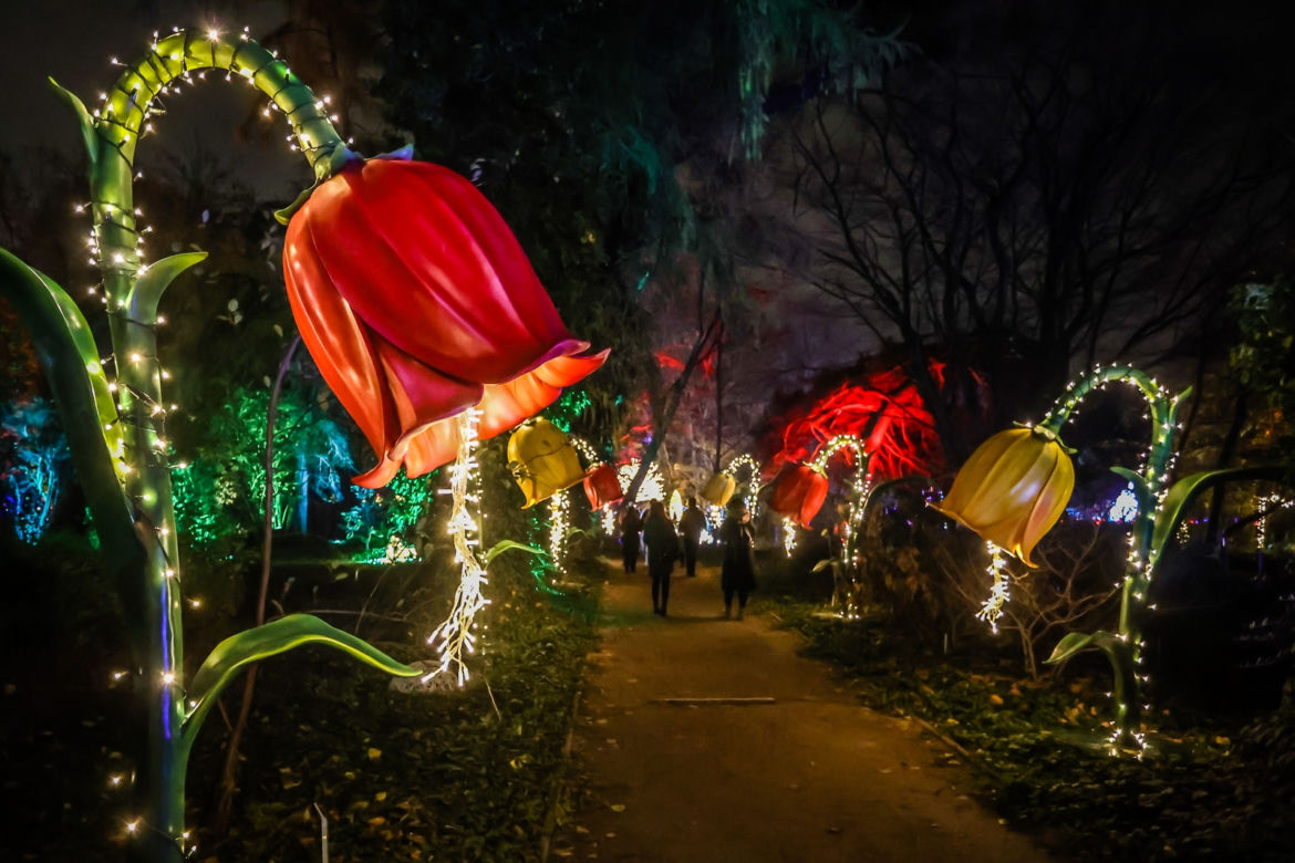 Ogród Botaniczny UW w blasku miliona świateł!