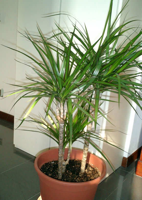 Dracena