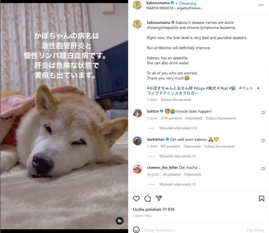 Sławny bohater memów walczy o życie! Na pewno go znasz. Smutne wiadomości