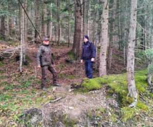 Żywa choinka tak, ale tylko legalnie kupiona. Przypominają leśnicy i policjanci!