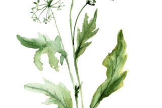 Biedrzeniec anyż - Pimpinella anisum