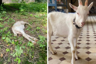Brutalny MORD w Dziwiszowie! Odciętą głowę wziął jako TROFEUM. Ludzka ku*** z chirurgiczną precyzją [ZDJĘCIE, SZCZEGÓŁY]