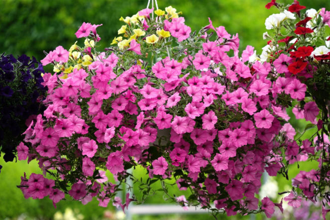 Supertunia