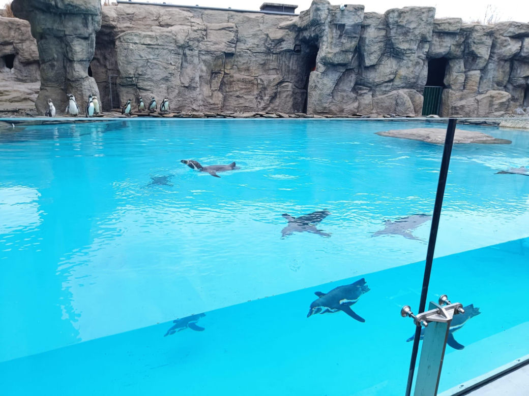 Kowalski, Rico, Szeregowy i Skipper szczerzyli ząbki. Pingwiny z Chorzowa wróciły do zoo