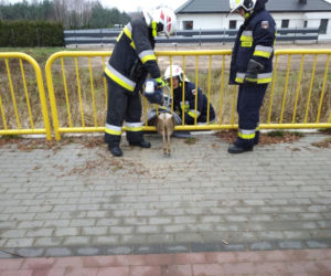 Maleńka sarna w tarapatach! Z pomocą ruszyli strażacy z Solca Kujawskiego 