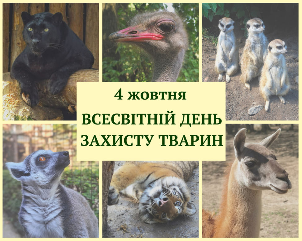 Warszawiacy pomogli ukraińskiemu zoo. Ogromny transport darów dla zwierząt już dotarł na miejsce