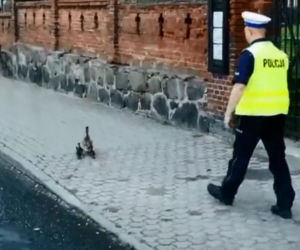 Policjanci ze Świecia eskortowali kaczą rodzinę
