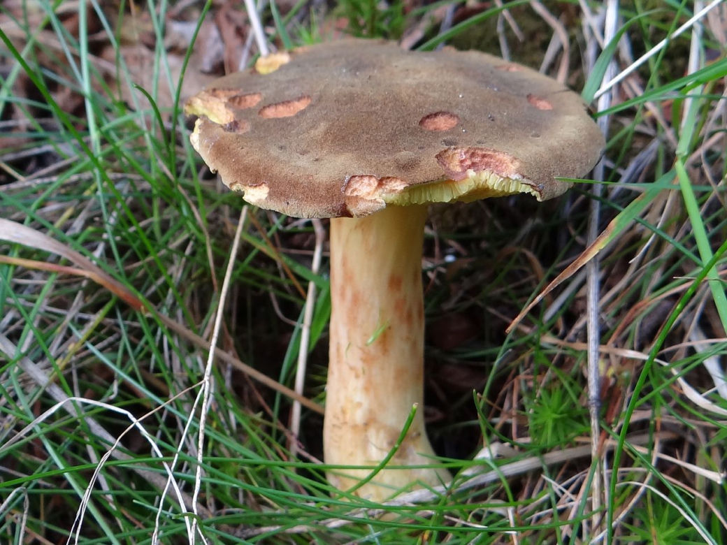 Podgrzybek żeberkowany