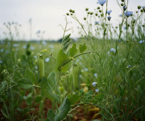 Uprawa grochu z lnem to nisza z potencjałem