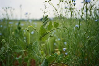 Uprawa grochu z lnem to nisza z potencjałem. Jak zdobyć rynek z niewielką konkurencją?