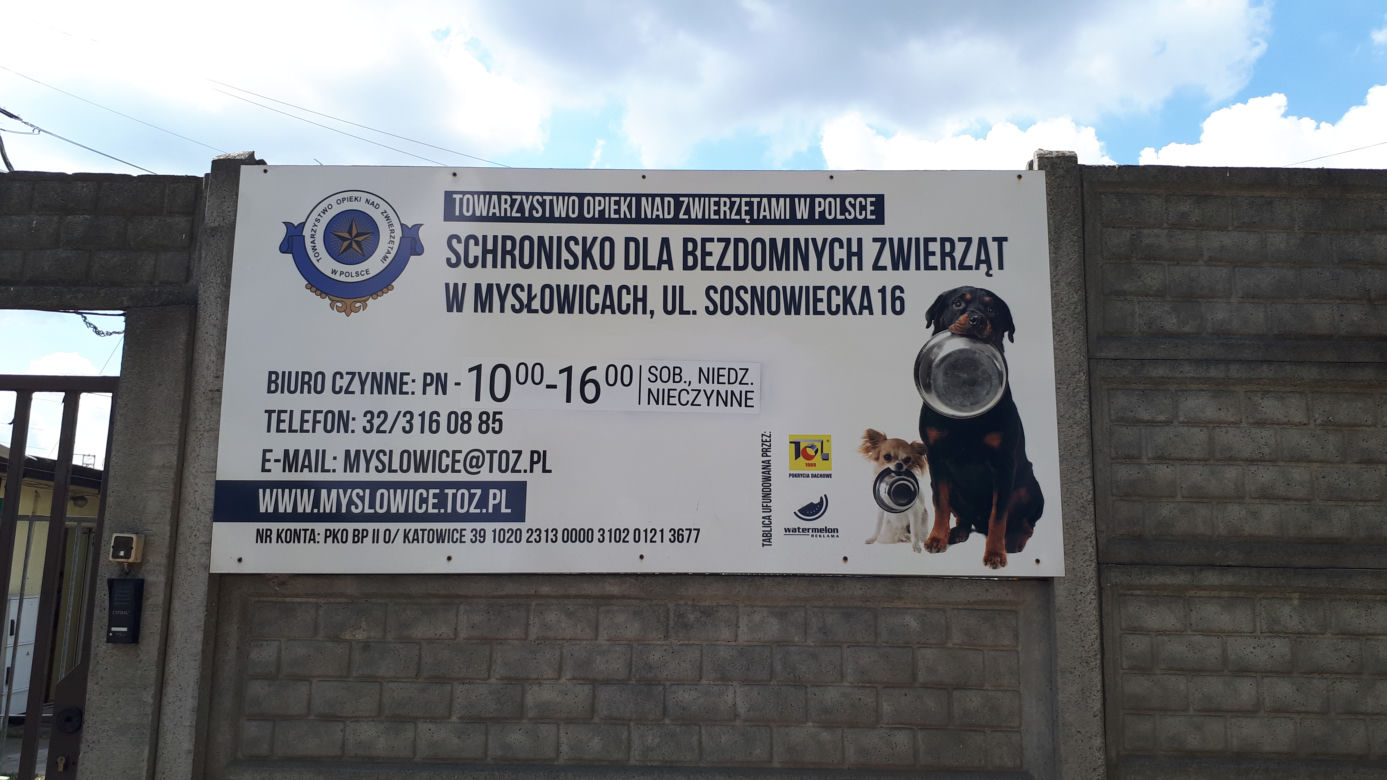 Przyjdź i weź je na spacer. Czworonogi ze schroniska w Mysłowicach czekają na Ciebie!
