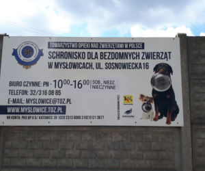 Przyjdź i weź je na spacer. Czworonogi ze schroniska w Mysłowicach czekają na Ciebie!