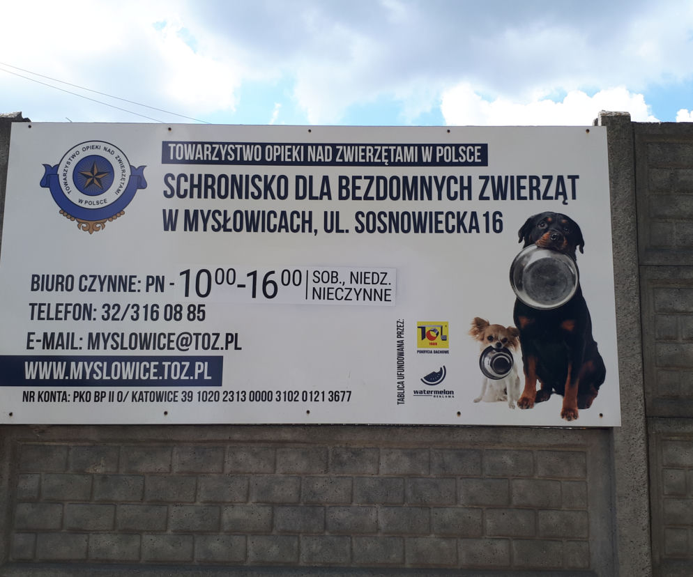 Przyjdź i weź je na spacer. Czworonogi ze schroniska w Mysłowicach czekają na Ciebie!