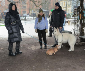 Spacer z pieskami w Lesznie