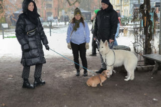 Spacer z pieskami w Lesznie