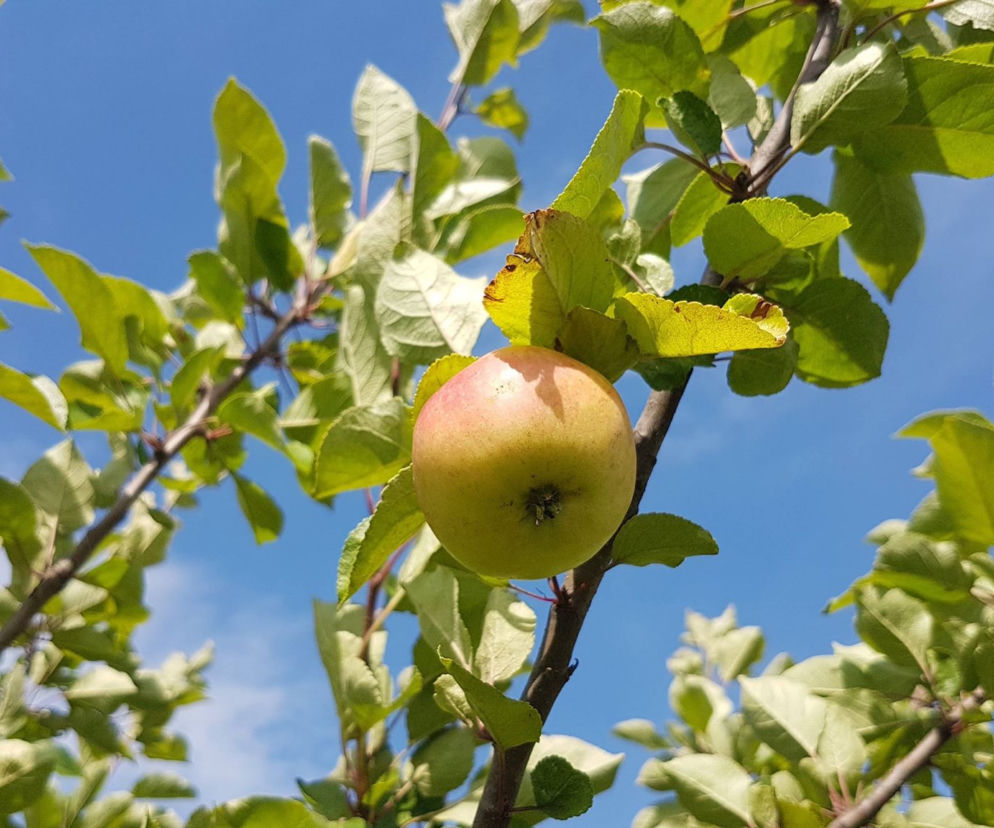 RZESZÓW: Dojrzewają już owoce w rzeszowskim Sadzie Miejskim! [FOTO, WIDEO]