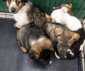 Miały zamarznąĆ są do adopcji