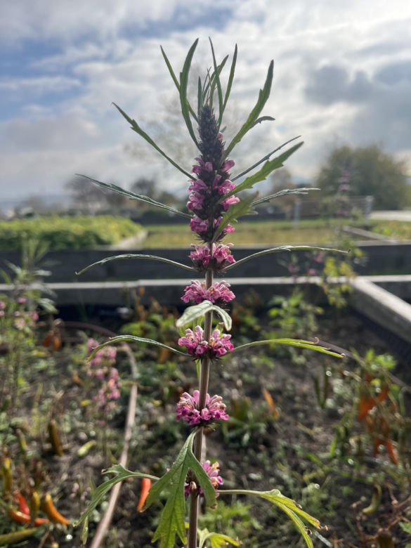 Ogród Botaniczny w Kielcach przed sezonem 2025