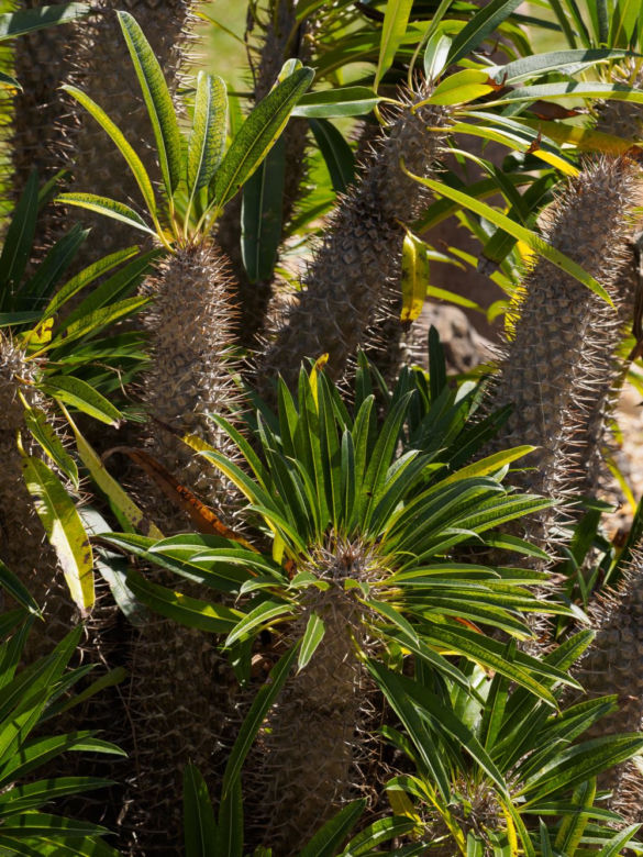 Pachypodium Lamera