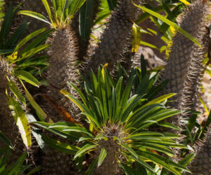 Pachypodium Lamera