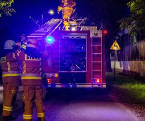 Kot przesiedział na drzewie kilkanaście godzin, nie potrafił sam zejść