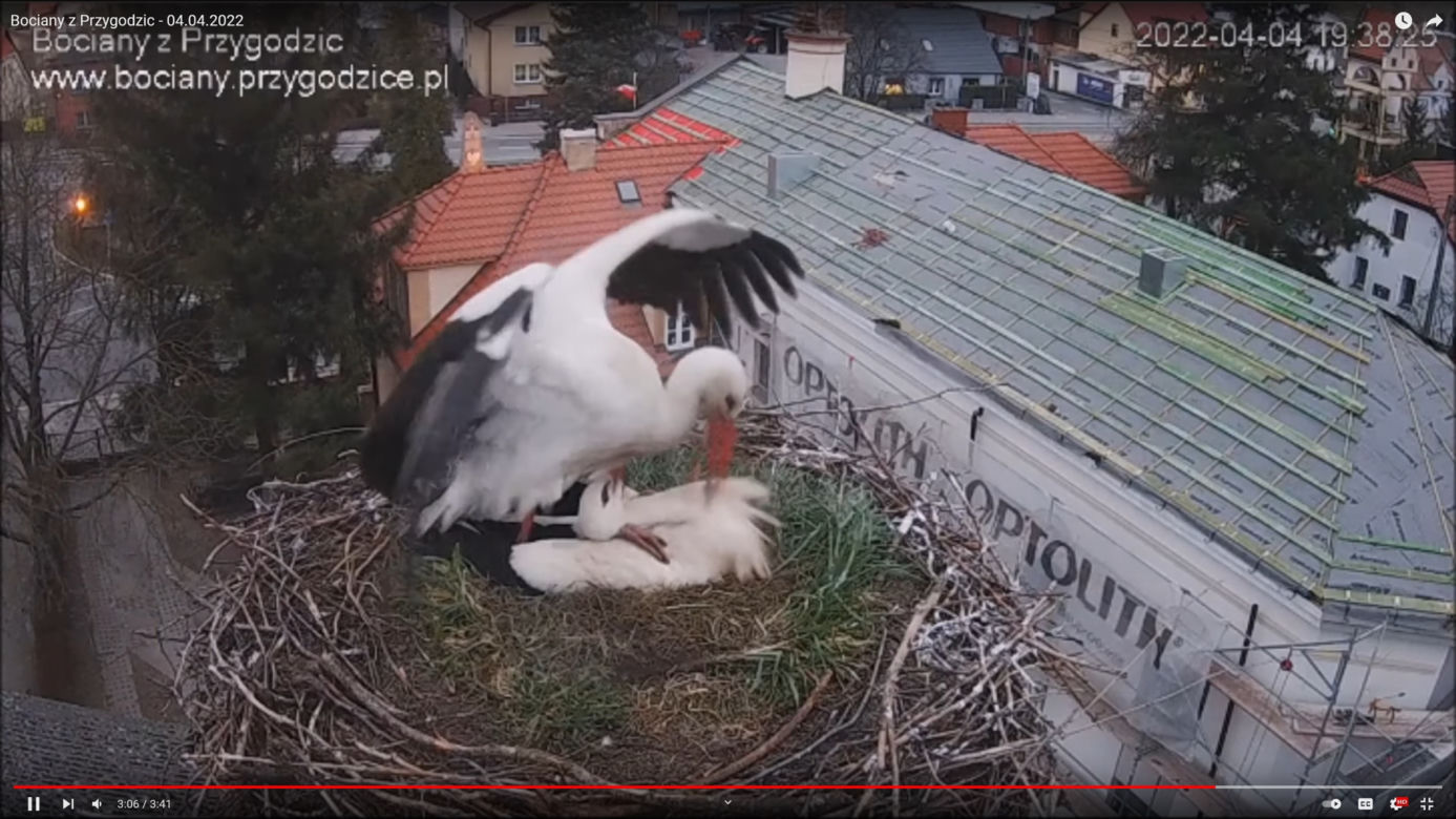 Wojna w bocianim gnieździe! Intruzi zniszczyli jedno jajo