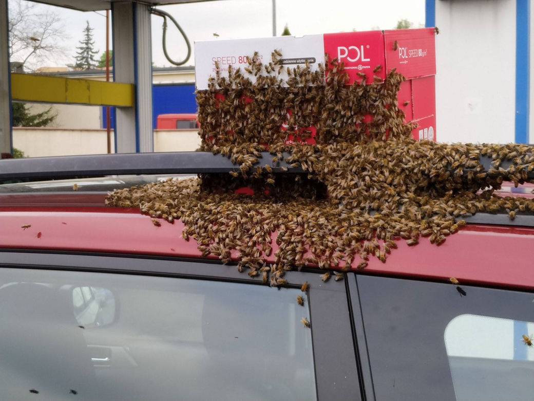 Rój pszczół zaatakował auto