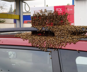 Rój pszczół zaatakował auto