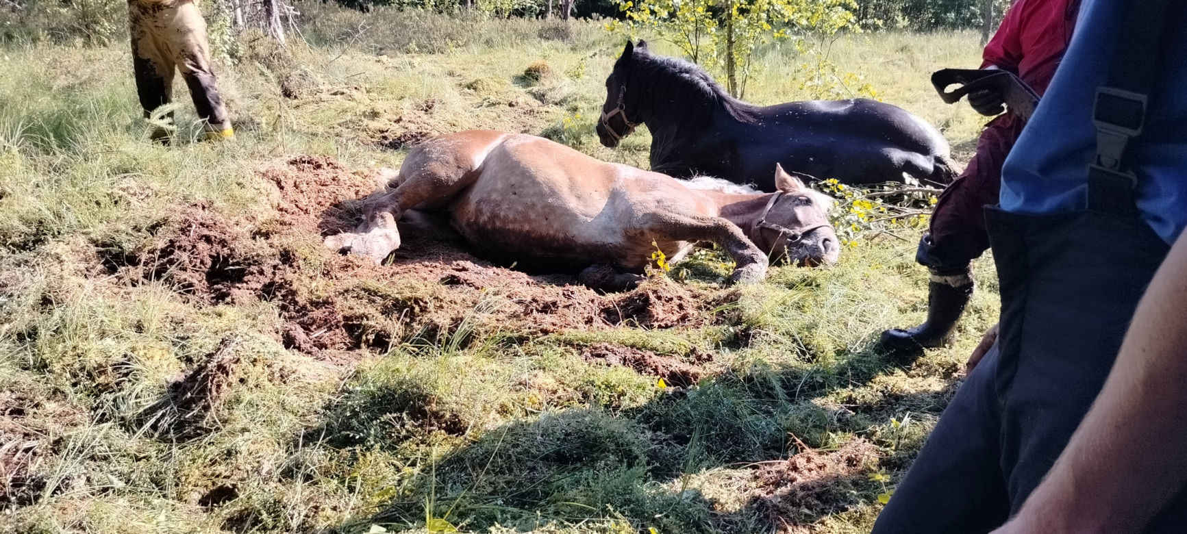 Konie ugrzęzły w bagnie. Gdyby nie interwencja strażaków, mogłoby dojść do najgorszego