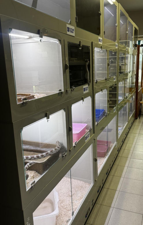 Handlowała kameleonami i pytonami z fałszywymi dokumentami. 28-latka zatrzymana w Lublinie
