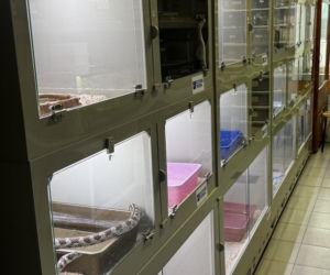 Handlowała kameleonami i pytonami z fałszywymi dokumentami. 28-latka zatrzymana w Lublinie