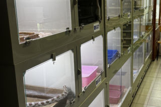 Handlowała kameleonami i pytonami z fałszywymi dokumentami. 28-latka zatrzymana w Lublinie