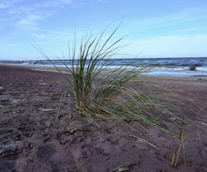 Fioletowy piasek nad Bałtykiem