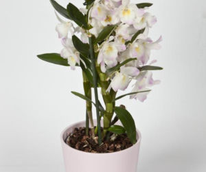 Dendrobium typu nobile