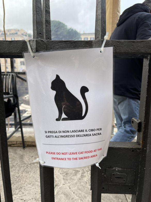 Largo Argentina w Rzymie. Koty zamieszkały w starożytnych ruinach - zobacz zdjęcia
