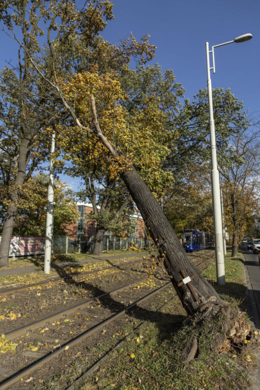Wichura Wrocław drzewo tramwaj   