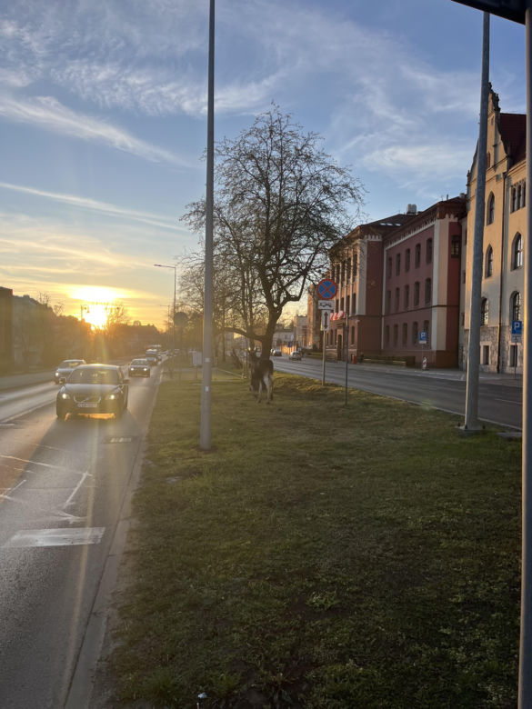 Dwa łosie spacerują po centrum Bydgoszczy. Trzeci zawędrował do Ostromecka, tam potracił go samochód