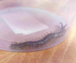 Skolopendra paskowana