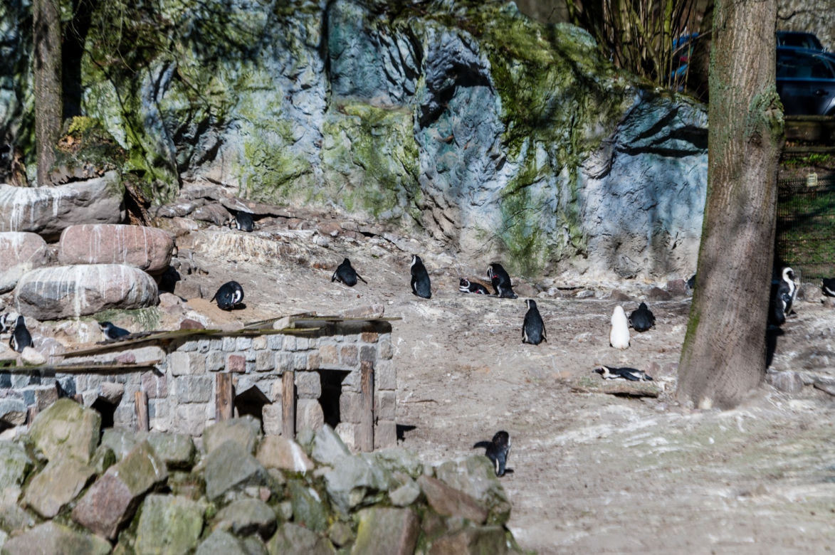 Koronawirus w Trójmieście. Zwierzęta z zoo tęsknią za ludźmi