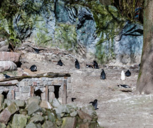 Koronawirus w Trójmieście. Zwierzęta z zoo tęsknią za ludźmi