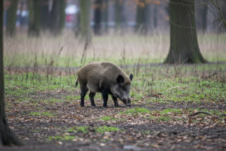 Rośnie liczba ataków na ludzi w Warszawie. Odpowiadają za nie dziki