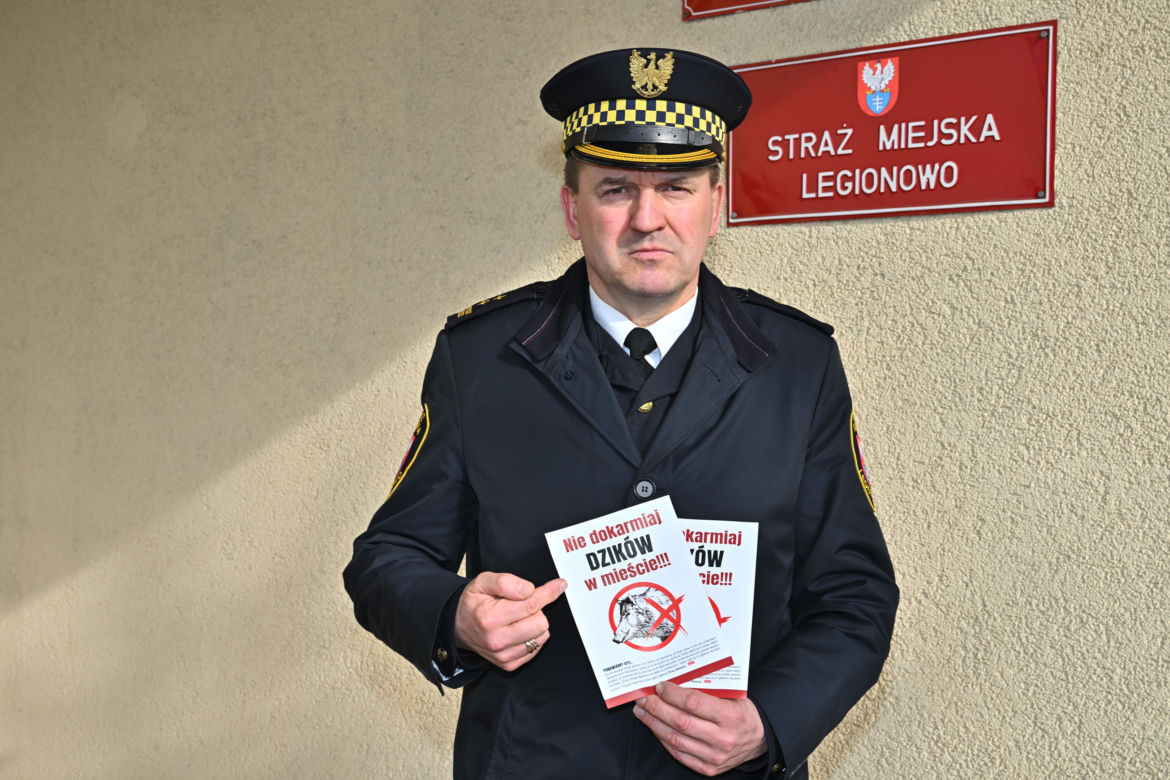  Obława na dziki w Legionowie. Komendant straży miejskiej apeluje: "Nie dokarmiajmy!"
