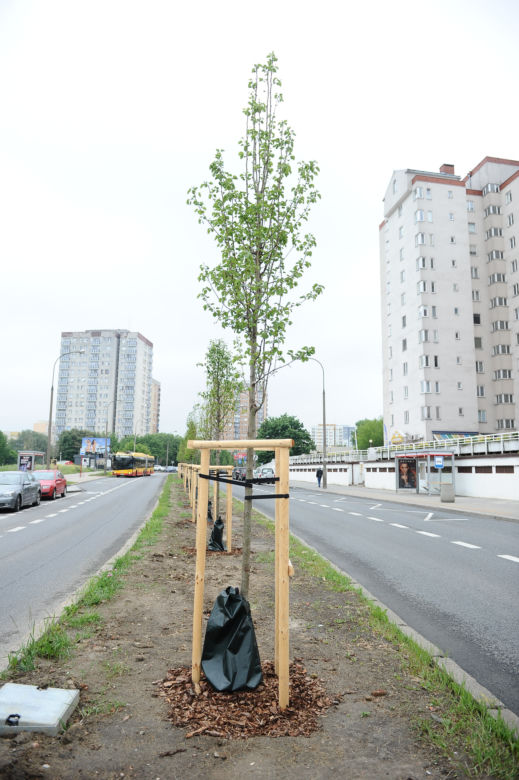 Przy Balatonie zielono! Posadzono drzewa i ogrody deszczowe