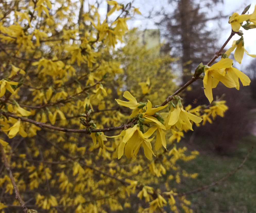 Co z tą wiosną i kiedy będzie ciepło? Zapytaliśmy meteorologa