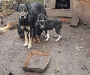 Interwencja OTOZ Animals w Suchym Dębie